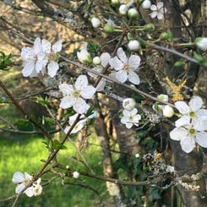 Eclosion des premières fleurs qui préparent l'arrivée du printemps